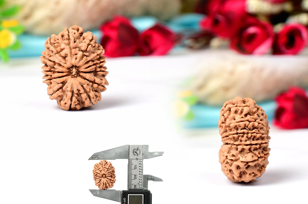 Thirteen Mukhi from Nepal - Large - LVII
