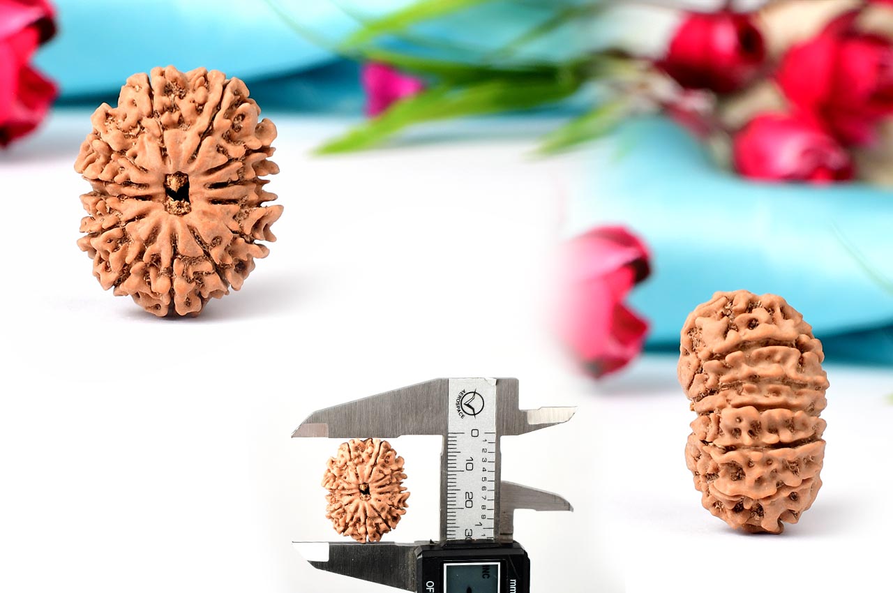 Thirteen Mukhi from Nepal - CLXXXVI