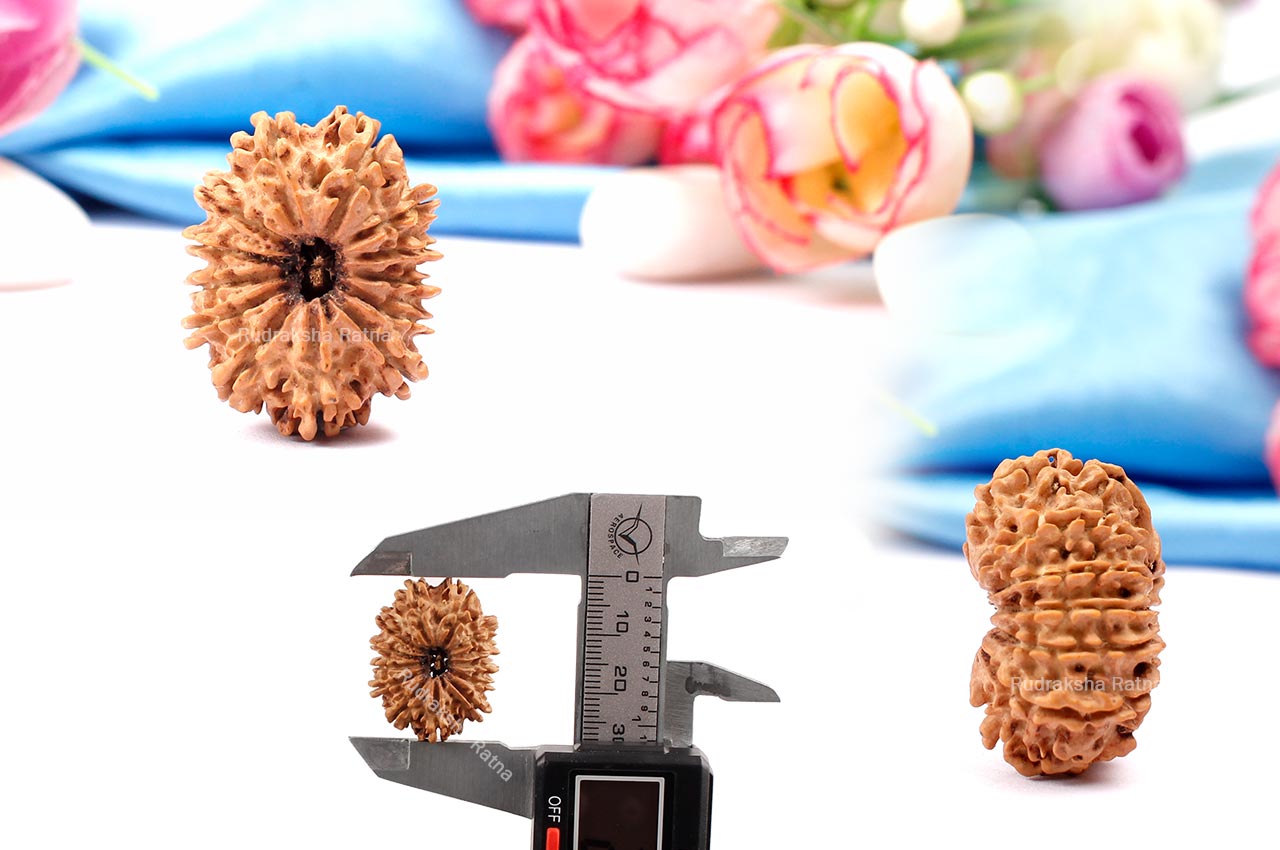 Thirteen Mukhi from Nepal - CLXXIV