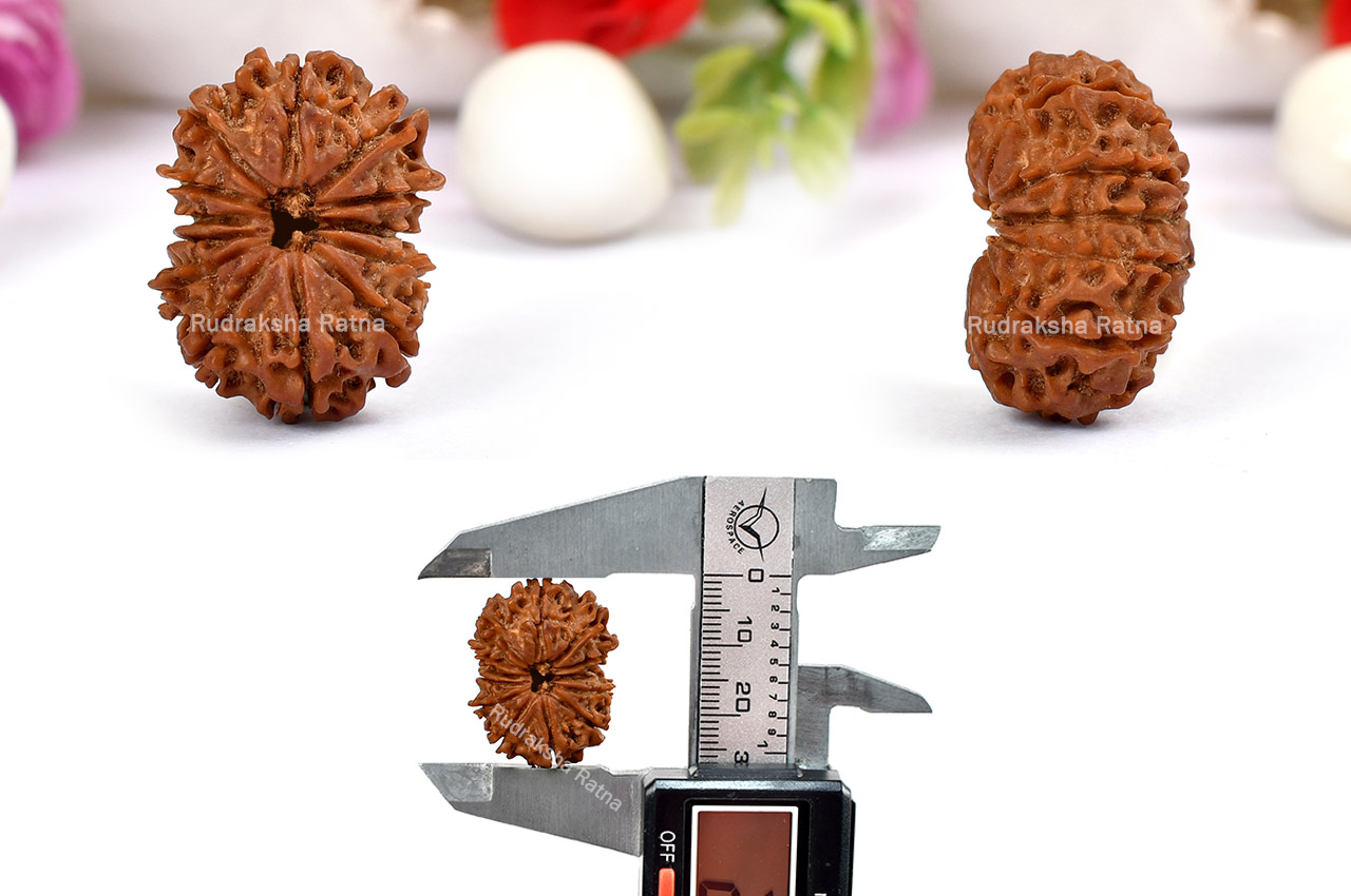 Thirteen Mukhi from Nepal - LXXII