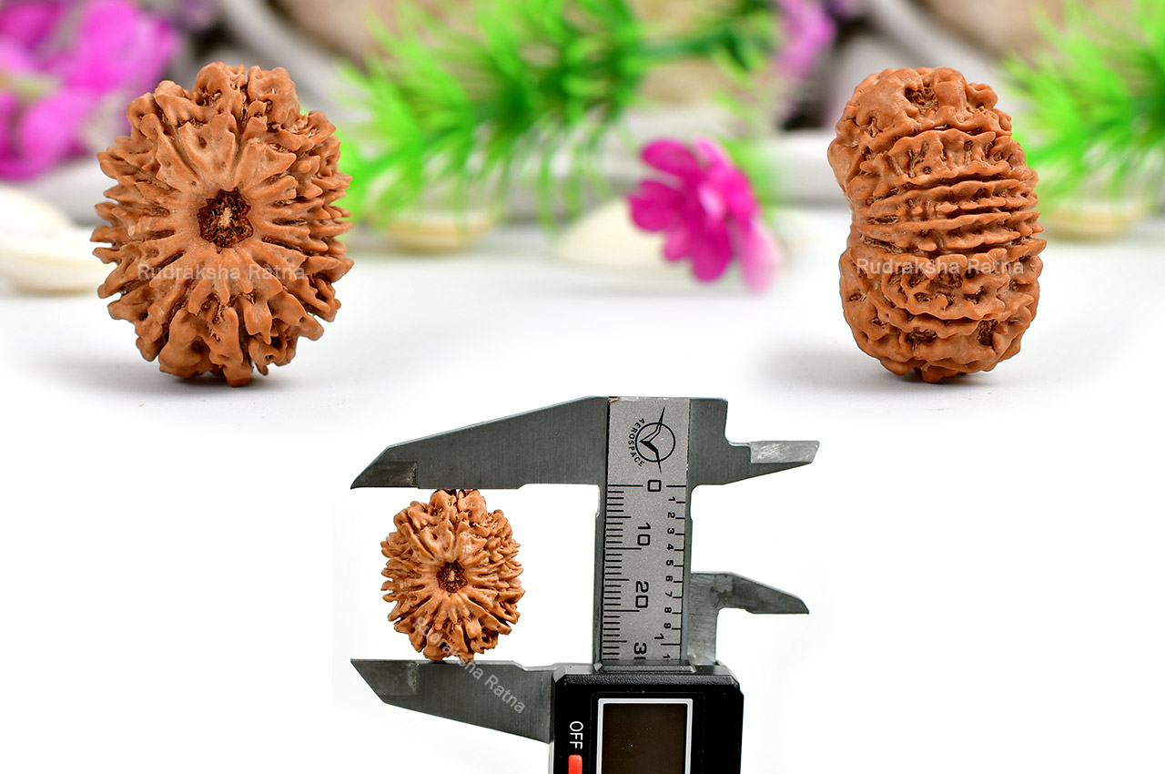 Thirteen Mukhi from Nepal - CLXX