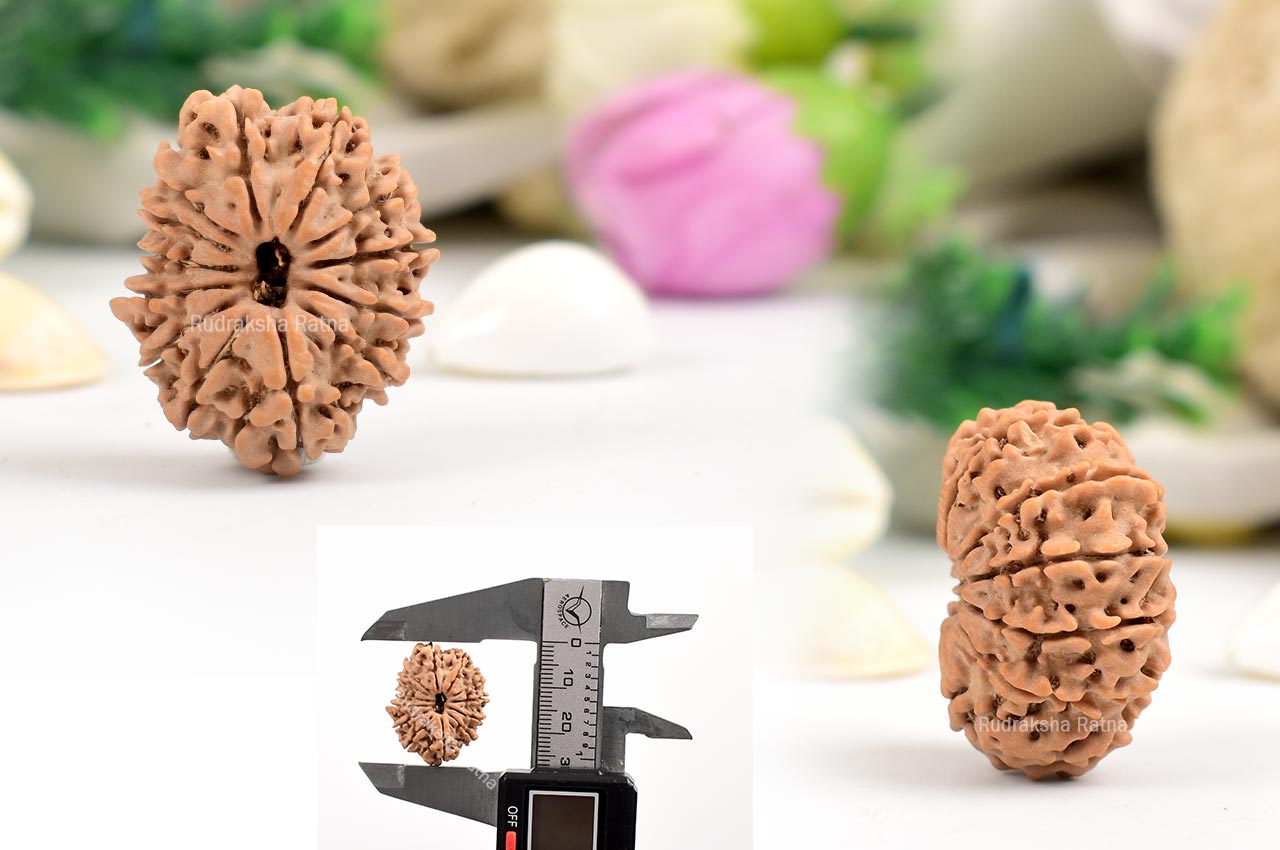 Thirteen Mukhi from Nepal - XCV