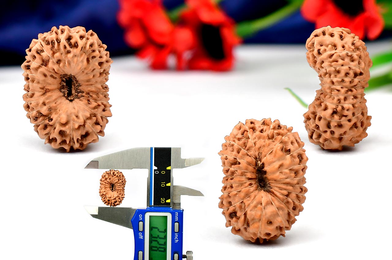 Collector Twenty Mukhi from Java - XI