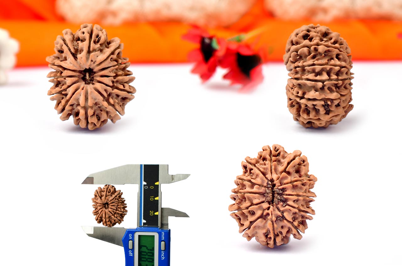 Twelve Mukhi from Nepal - Large - LXII