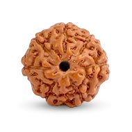 Seven Mukhi from Java Indonesia - Large