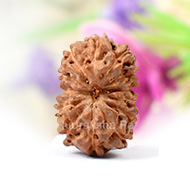 Thirteen Mukhi from Java Indonesia - Small