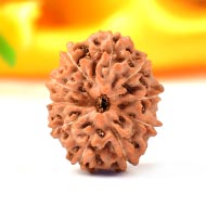 Collector Ten Mukhi from Java - C