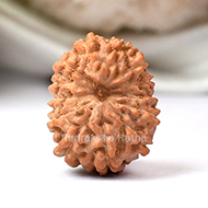 Thirteen Mukhi from Java Indonesia
