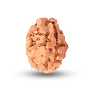 Three Mukhi from Java Indonesia - Small