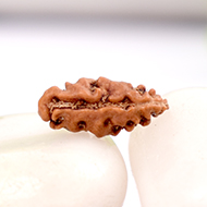 Collector One mukhi from Java -  LXXXII