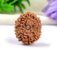 Twelve Mukhi from Java Indonesia - Small