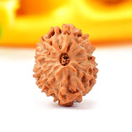 Eleven Mukhi from Java Indonesia