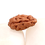 Collector One mukhi from Java - C