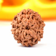 Ten Mukhi from Java Indonesia - Large