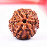Six Mukhi from Java Indonesia - Small