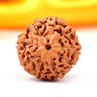 Nine Mukhi from Java Indonesia - Large