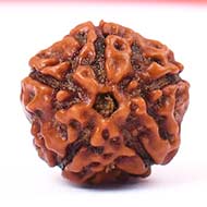 Five Mukhi from Java Indonesia