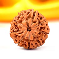 Collector Nine Mukhi from Java - C