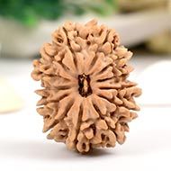 Thirteen Mukhi from Nepal - XCIX