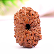 Twelve Mukhi from Java Indonesia - Large