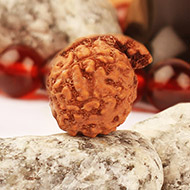 Ganesh Rudraksha from Java Indonesia