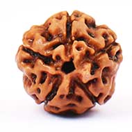 Five Mukhi from Java Indonesia - Small