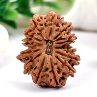 Thirteen Mukhi from Nepal - LXXI