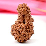 Collector Twenty Five Mukhi from Java