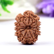 Eleven Mukhi from Nepal - CXIII