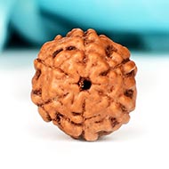 Six Mukhi from Java Indonesia - Large