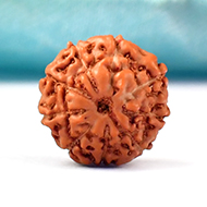 Nine Mukhi from Java Indonesia - Small