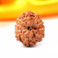 Ten Mukhi from Java Indonesia - Small
