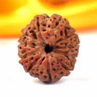 Collector Eleven Mukhi from Java - I