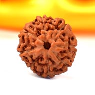 Eight Mukhi from Java Indonesia