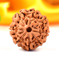 Collector Eight Mukhi from Java - C