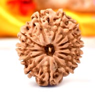 Thirteen Mukhi from Nepal - CXCVII