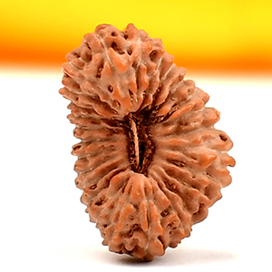 Twenty Six Mukhi from Java - VII