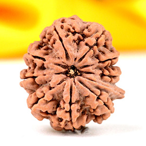 Ganesh Rudraksha 9 Mukhi from Nepal - VI