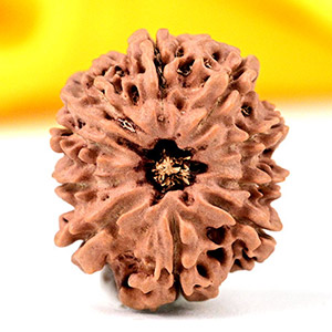 Ganesh Rudraksha 10 Mukhi from Nepal - I