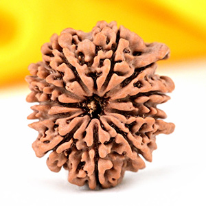 Ganesh Rudraksha - 5 Mukhi from Nepal - XLIX
