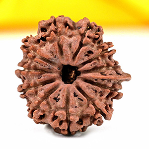 Ganesh Rudraksha 11 Mukhi from Nepal - V