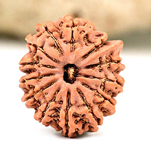 Ganesh Rudraksha 13 Mukhi from Nepal