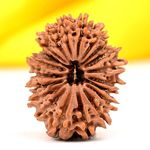 Twenty Mukhi Super Collector from Nepal - IV