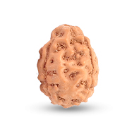 Three Mukhi from Java Indonesia