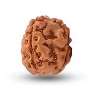 Four Mukhi from Java Indonesia - Large