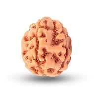 Four Mukhi from Java Indonesia - Small