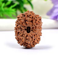 Twelve Mukhi from Java Indonesia