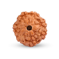 Seven Mukhi from Java Indonesia - Small