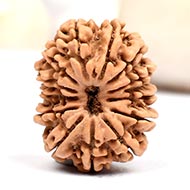 Thirteen Mukhi from Nepal - CXXIV
