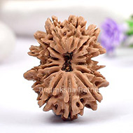 Thirteen Mukhi from Nepal - LXIX